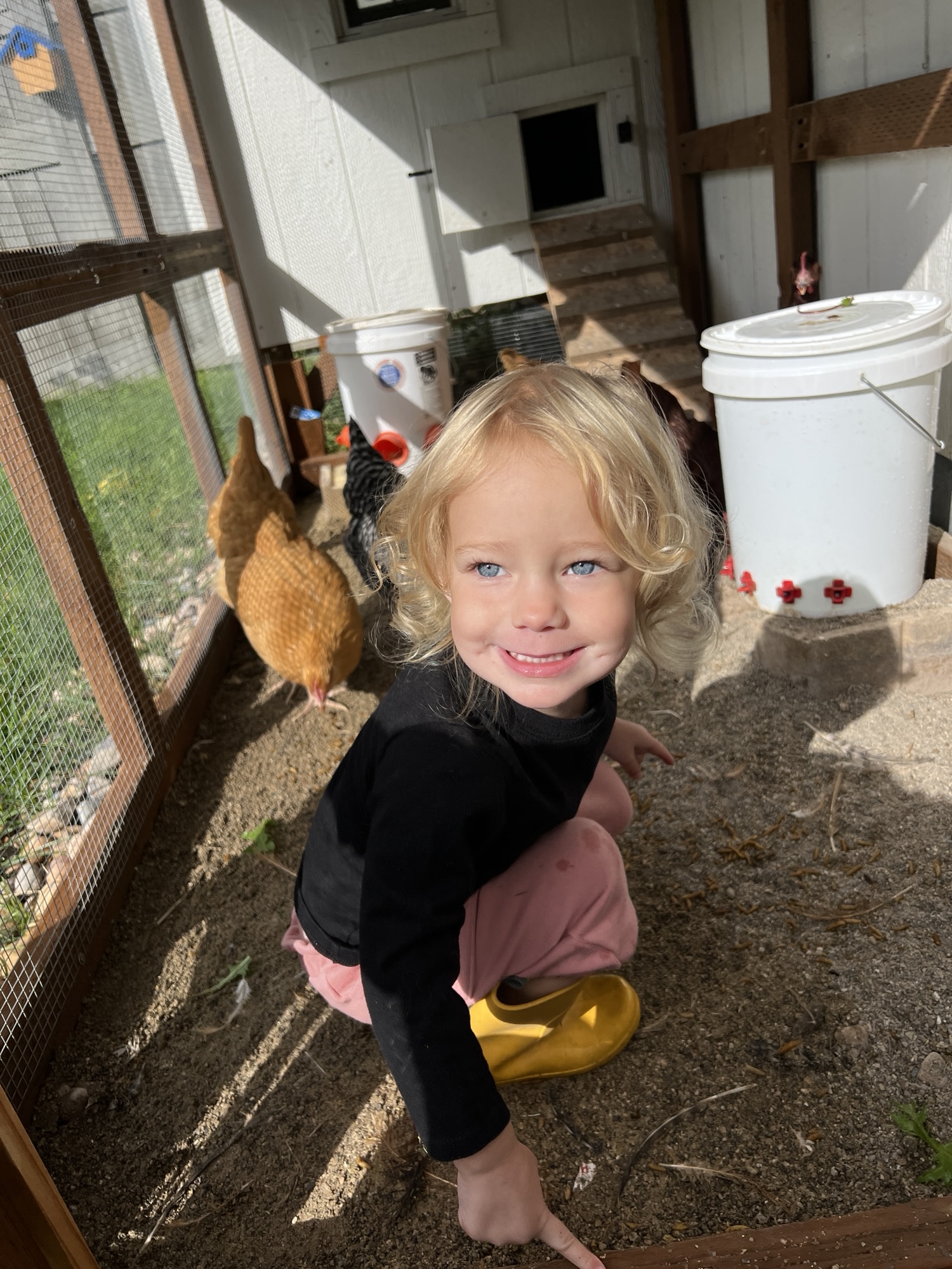 How To Build A Chicken Run – With Love, Mercedes